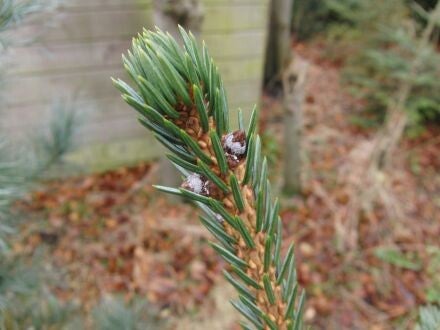 Picea alcoquiana – Alcockspar