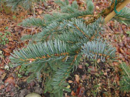 Picea alcoquiana – Alcockspar