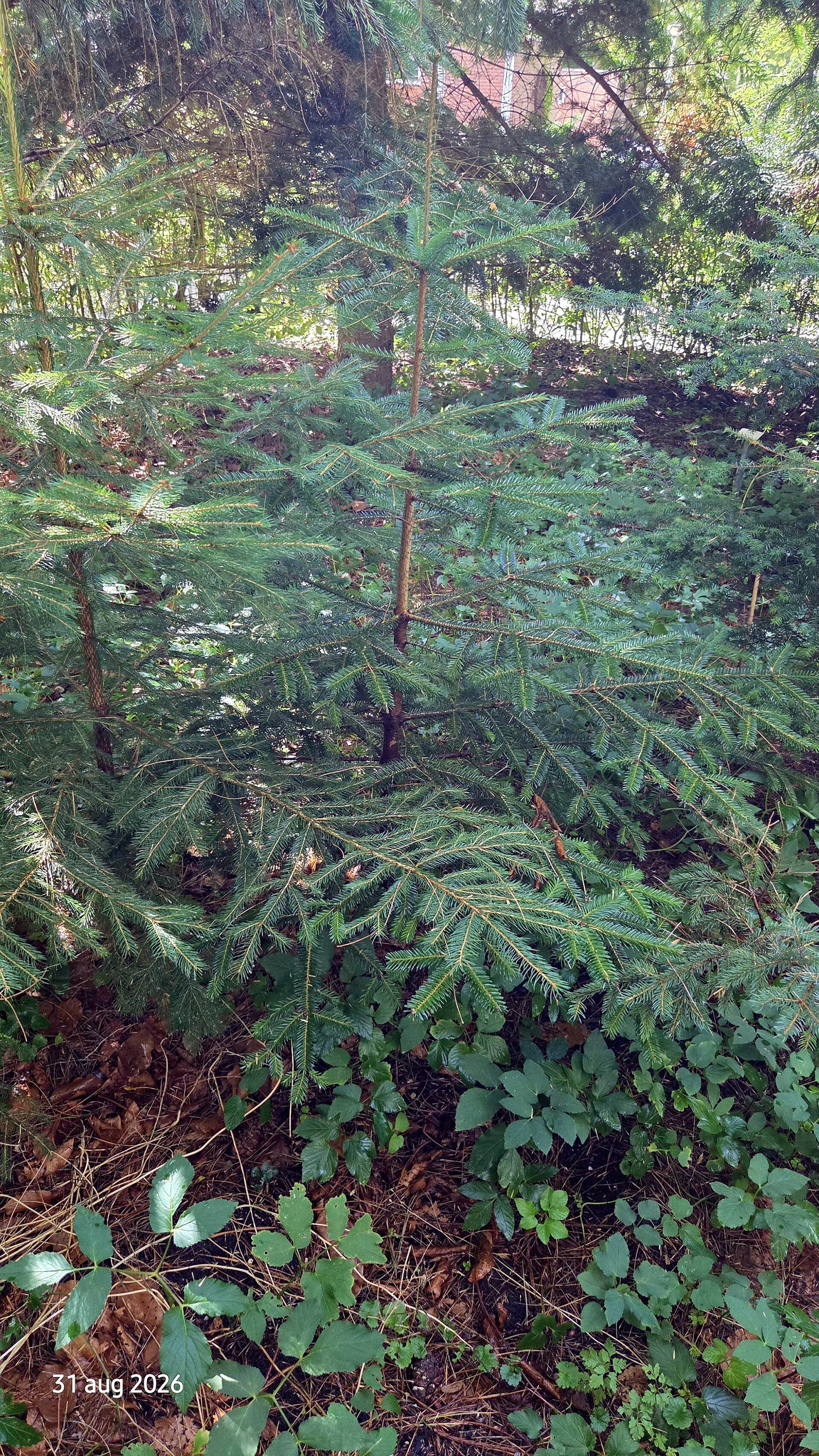 Picea alcoquiana – Alcockspar