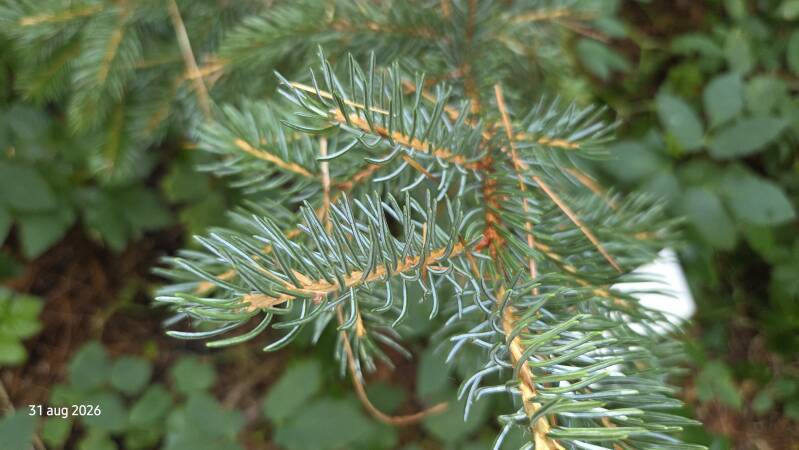 Picea alcoquiana – Alcockspar