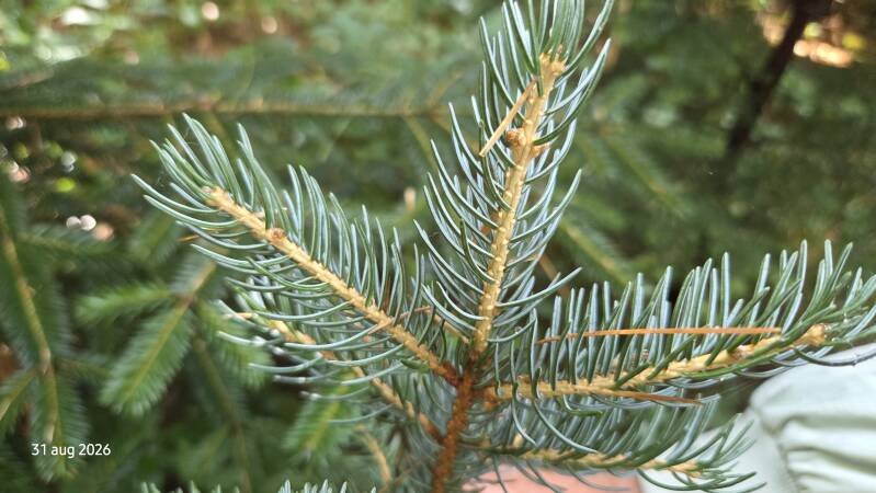 Picea alcoquiana – Alcockspar