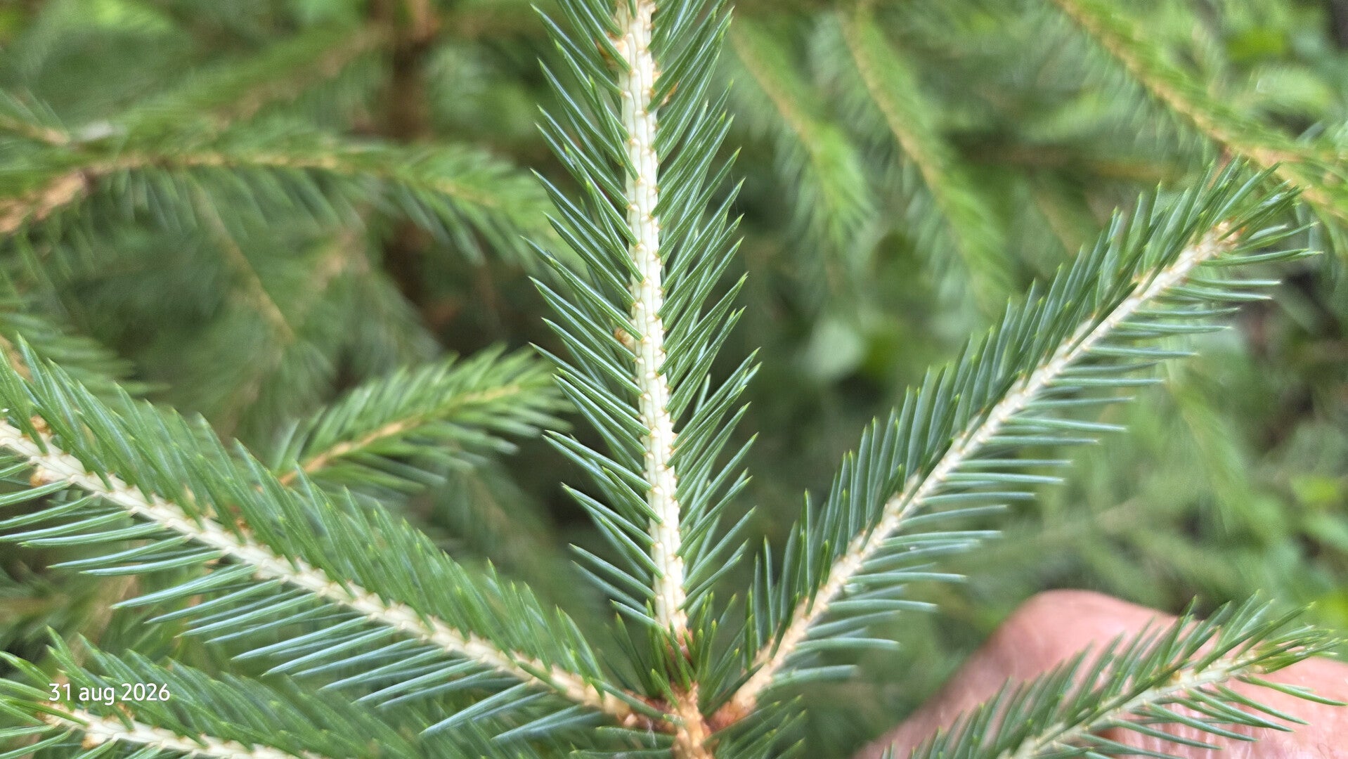 Picea alcoquiana var. reflexa – Alcockspar