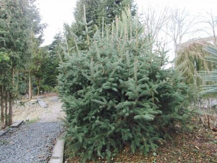 Picea asperata var. notabilis – Drakenspar