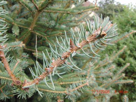 Picea asperata var. notabilis – Drakenspar