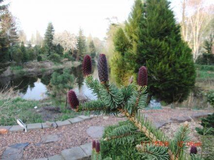 Picea asperata var. notabilis – Drakenspar