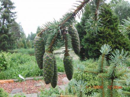 Picea asperata var. notabilis – Drakenspar