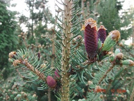 Picea asperata var. notabilis – Drakenspar
