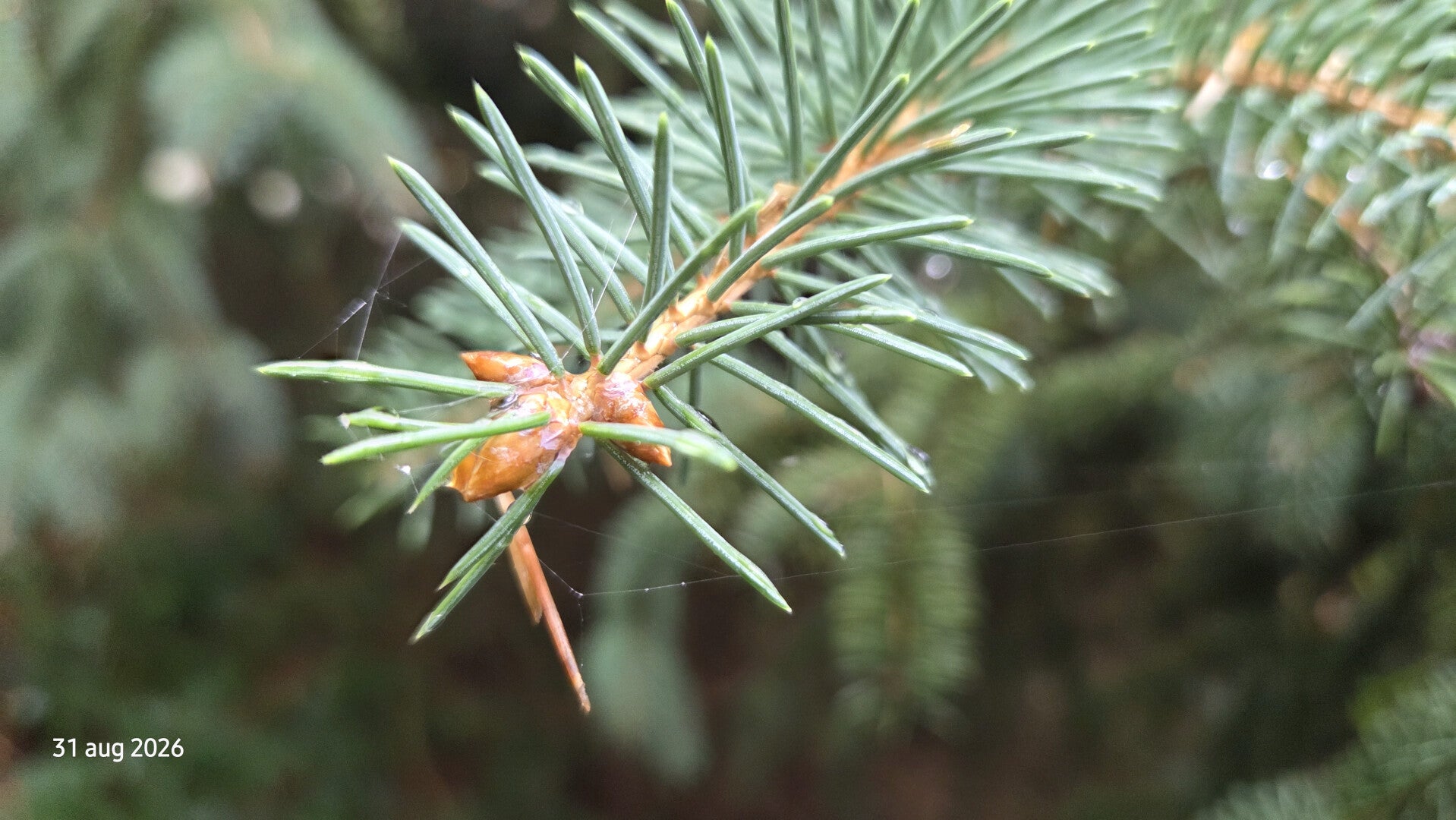 Picea asperata var. notabilis – Drakenspar