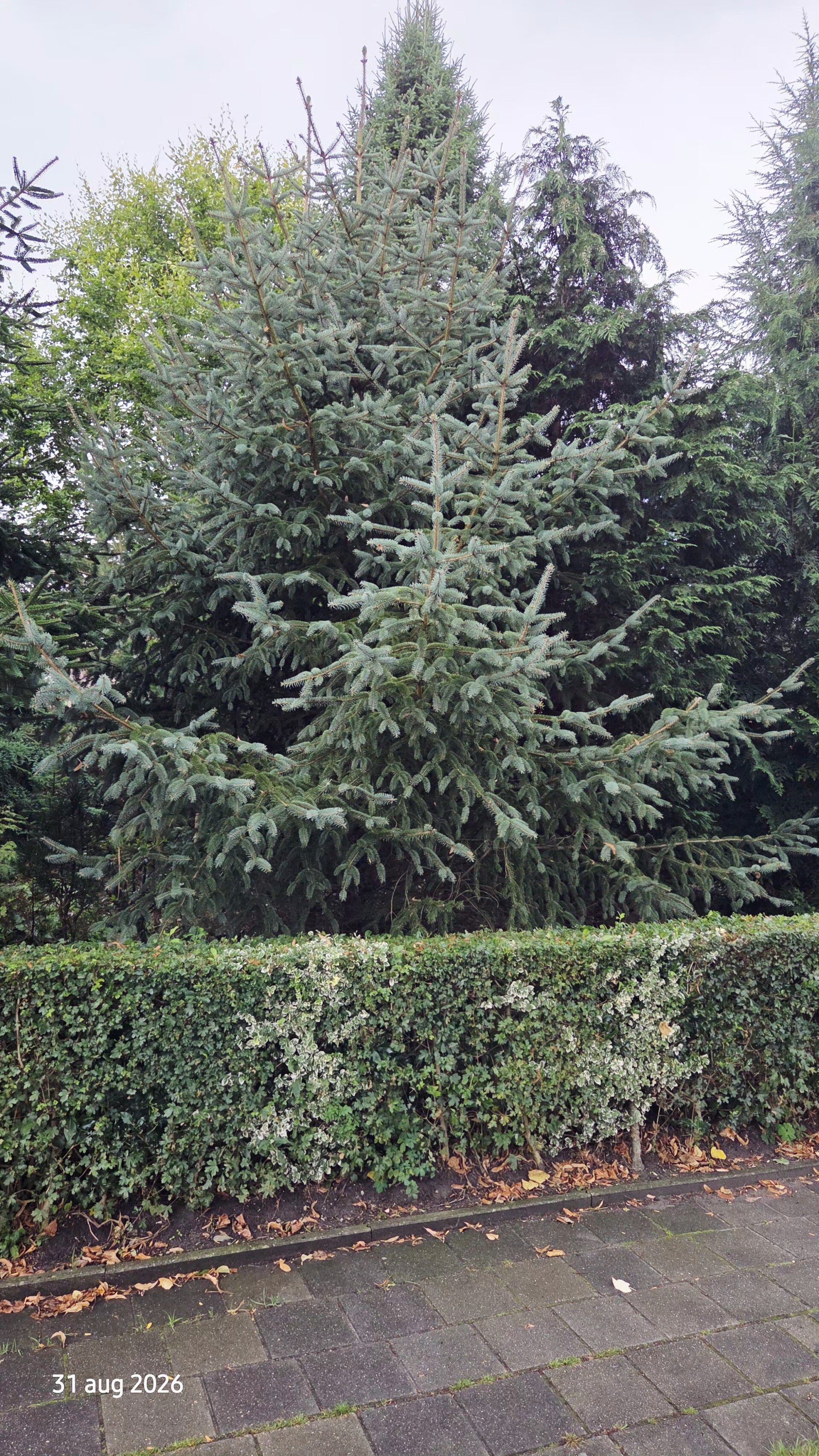 Picea asperata var. notabilis – Drakenspar