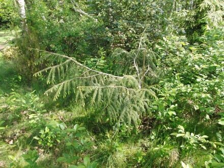 Picea brachytyla – Tweekleurige Chinese spar