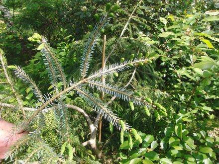 Picea brachytyla – Tweekleurige Chinese spar