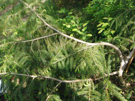 Picea brachytyla – Tweekleurige Chinese spar