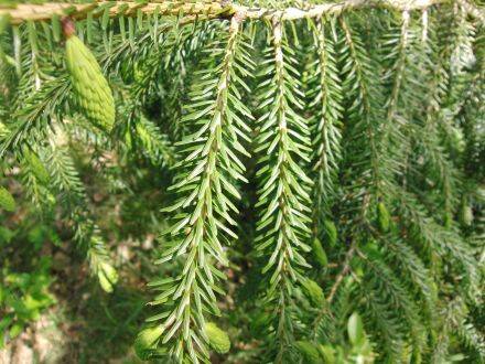 Picea brachytyla – Tweekleurige Chinese spar