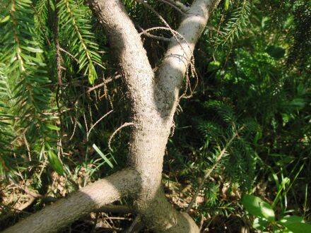 Picea brachytyla – Tweekleurige Chinese spar