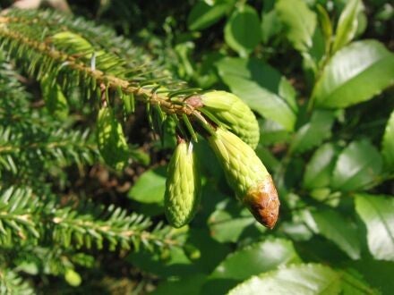 Picea brachytyla – Tweekleurige Chinese spar