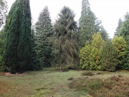 Picea breweriana – Brewerspar / sluierpar