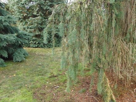 Picea breweriana – Brewerspar / sluierpar