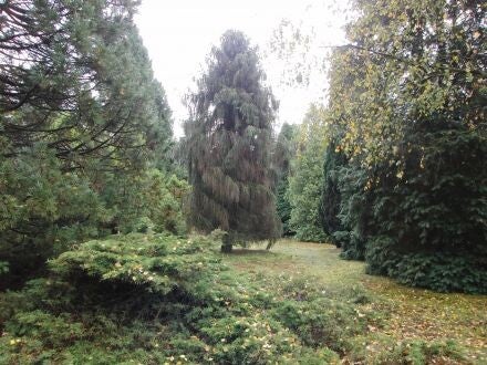 Picea breweriana – Brewerspar / sluierpar