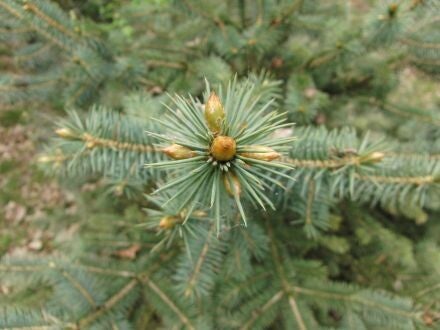 Picea chihuahuana – Chihuahuaspar