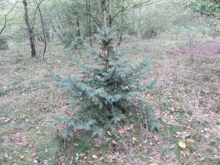 Picea chihuahuana – Chihuahuaspar