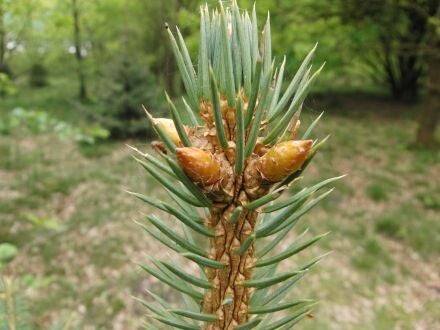 Picea chihuahuana – Chihuahuaspar