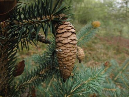 Picea chihuahuana – Chihuahuaspar