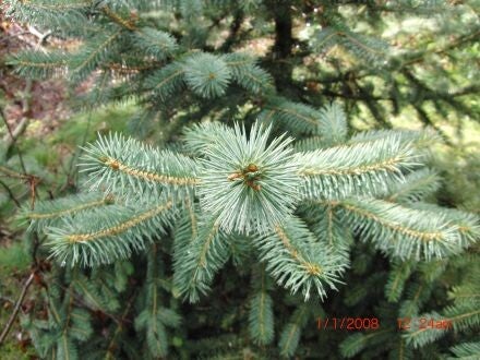 Picea chihuahuana – Chihuahuaspar