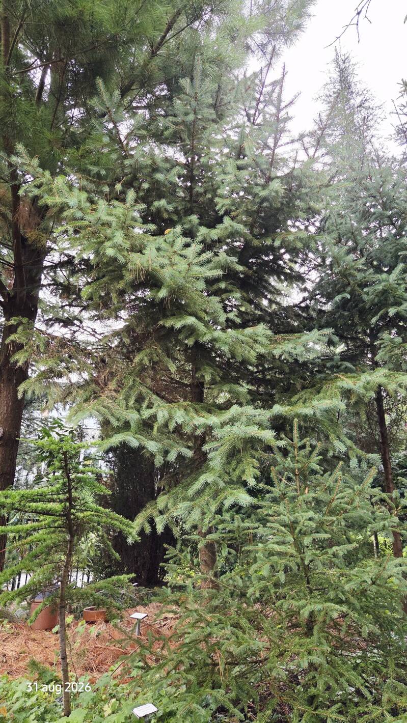 Picea chihuahuana – Chihuahuaspar