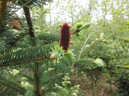 Picea crassifolia – Kokonorspar