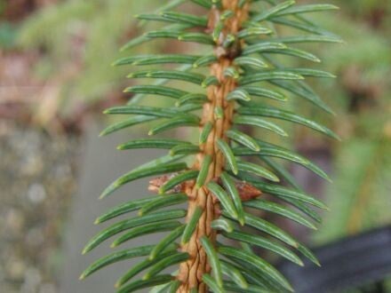 Picea crassifolia – Kokonorspar 
