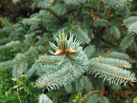 Picea crassifolia – Kokonorspar