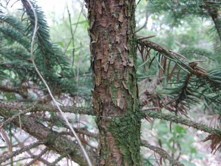 Picea crassifolia – Kokonorspar