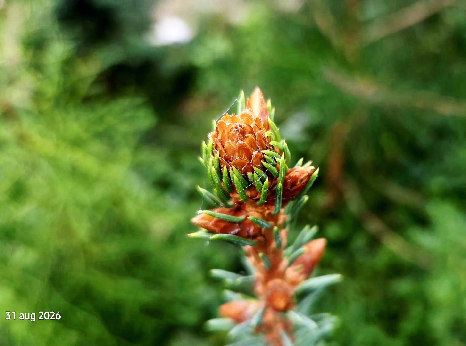 Picea crassifolia – Kokonorspar
