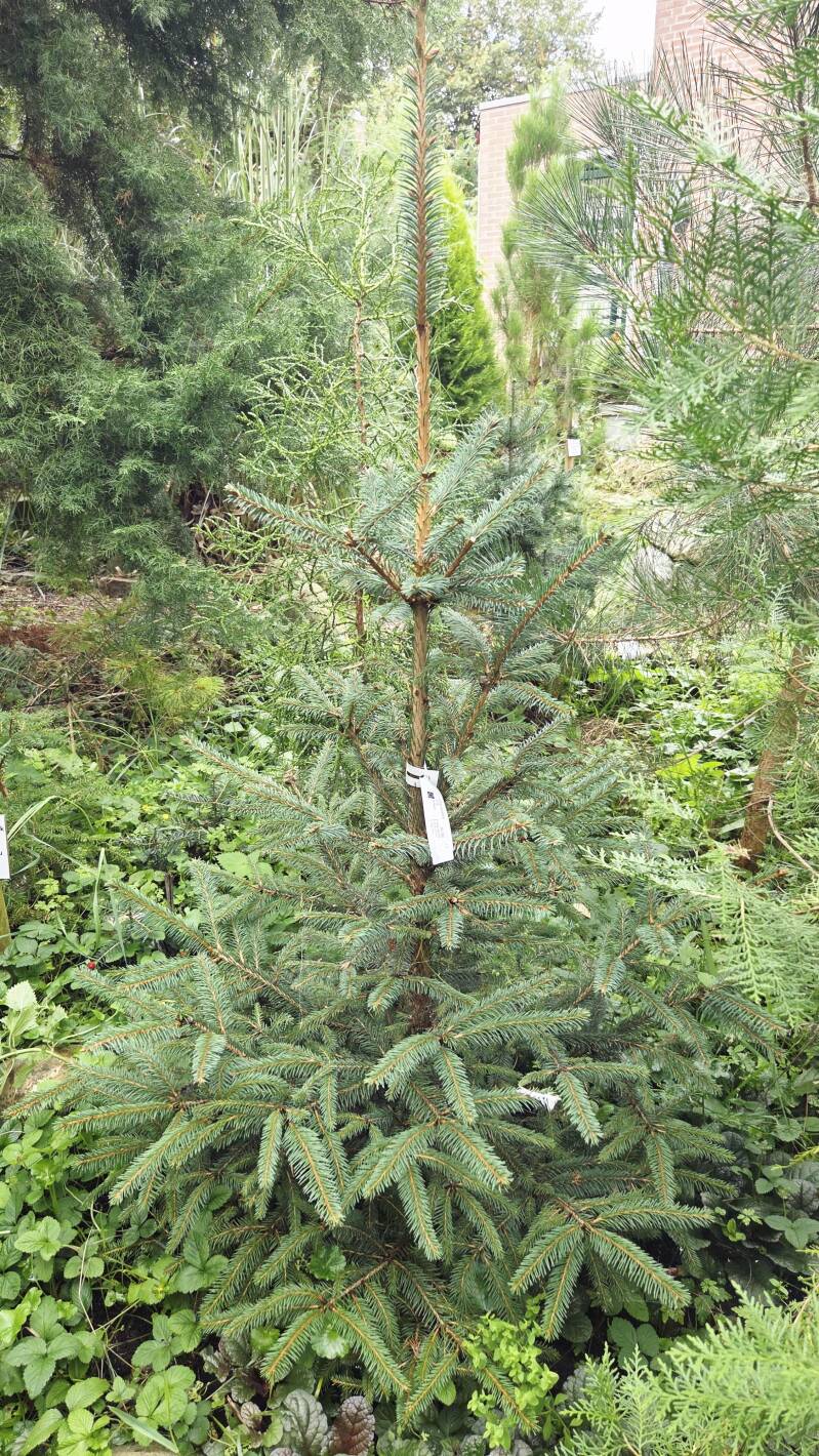 Picea crassifolia – Kokonorspar