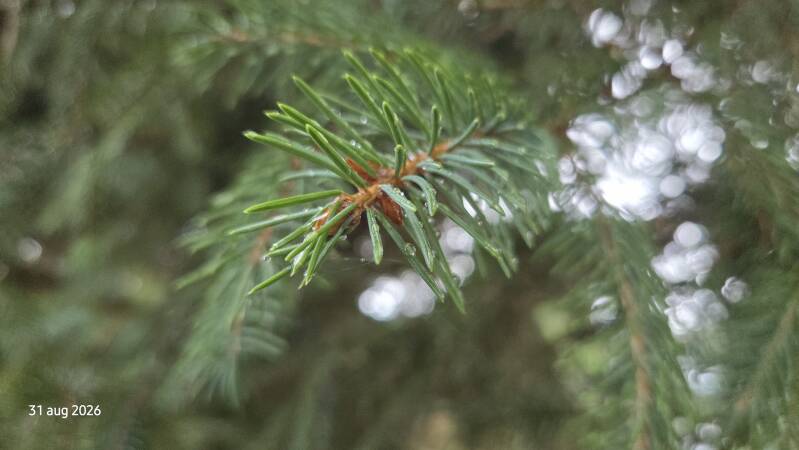 Picea crassifolia – Kokonorspar 