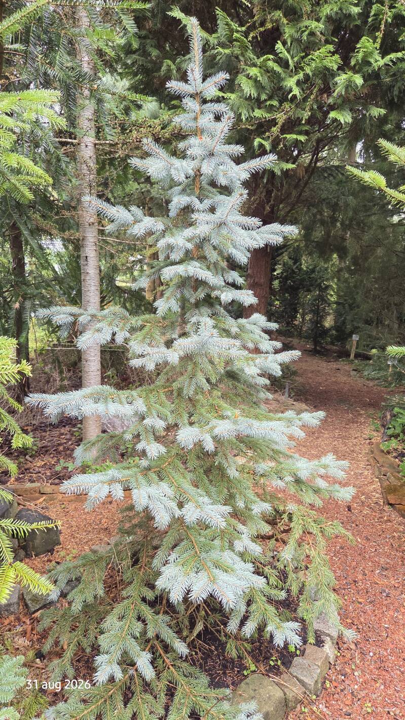 Picea engelmannii 'Purple Cure'