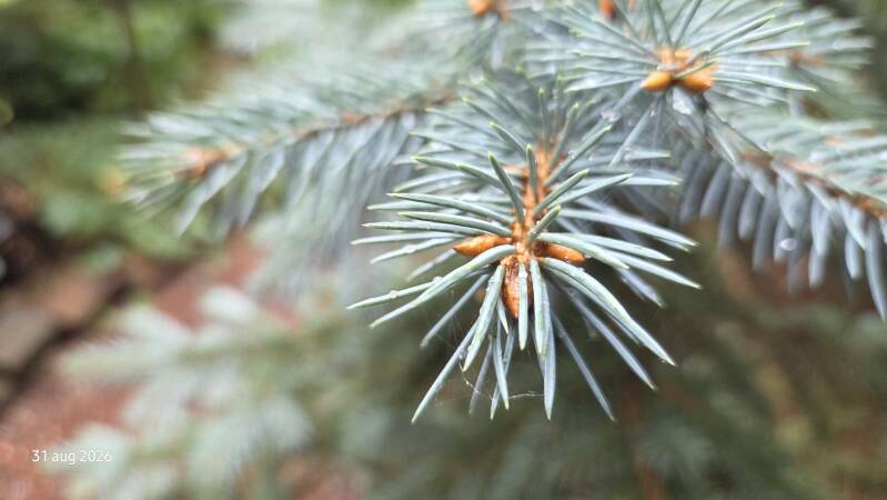 Picea engelmannii 'Purple Cure'