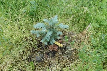 Picea engelmannii 'Purple Cure'
