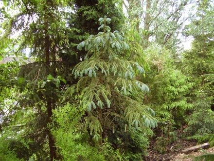 Picea engelmannii subsp. mexicana – Engelmanns spar