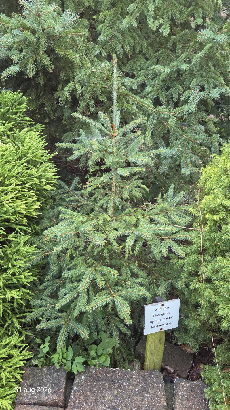 Picea glauca- witte spar