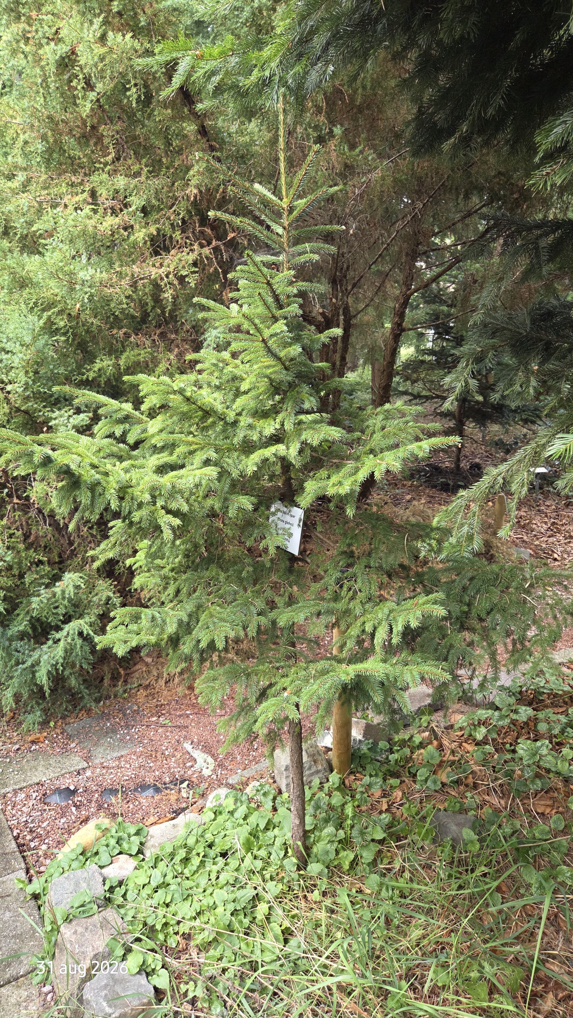 Picea glehnii - Glehn-spar