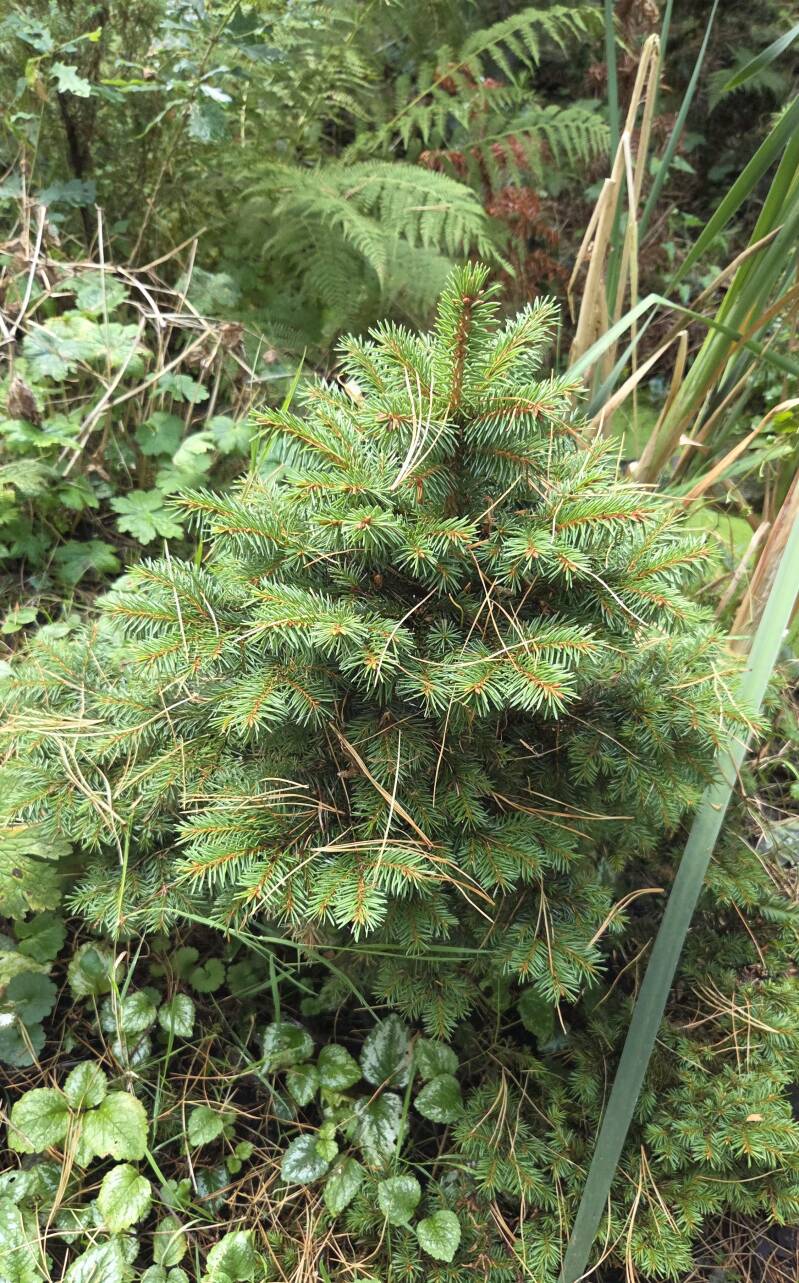 Picea jezoensis - Jezo-spar
