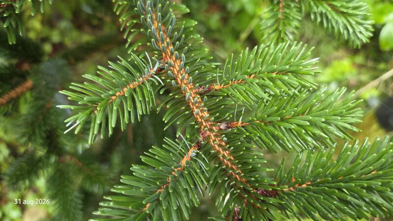 Picea jezoensis - Jezo-spar