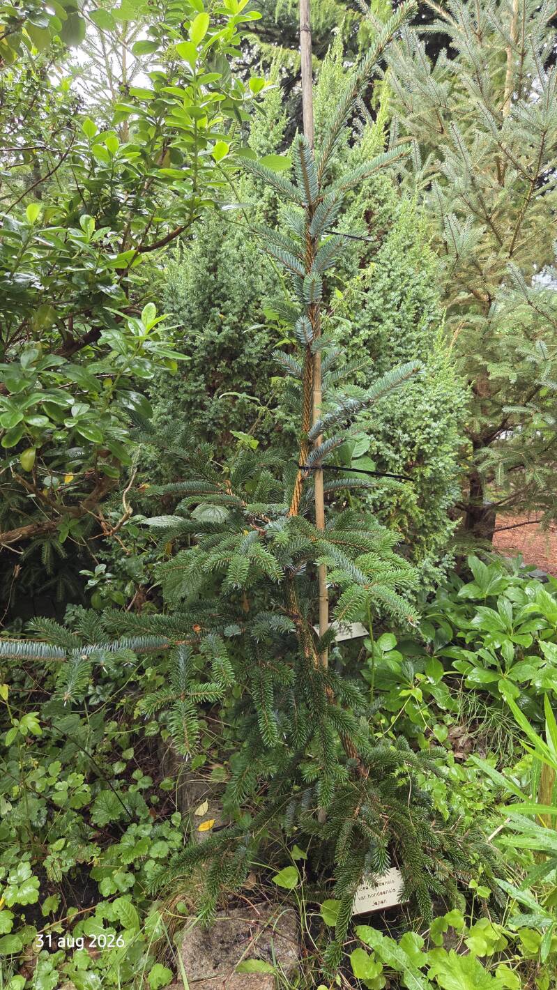 Picea jezoensis - Jezo-spar