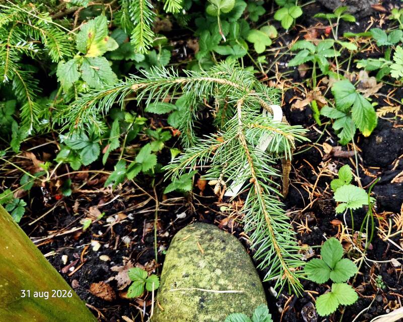 De Picea koraiensis, ook wel Koreaanse spar genoemd, komt van nature voor in het noordoosten van China, Korea en het Russische Verre Oosten. Hij groeit vooral in koele, bergachtige gebieden en is daardoor goed aangepast aan strenge winters. De boom vormt 