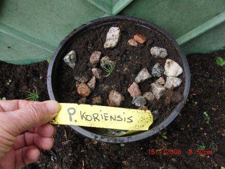 Picea koraiensis