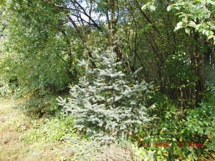 Picea koyamae – Japanse grijsspar