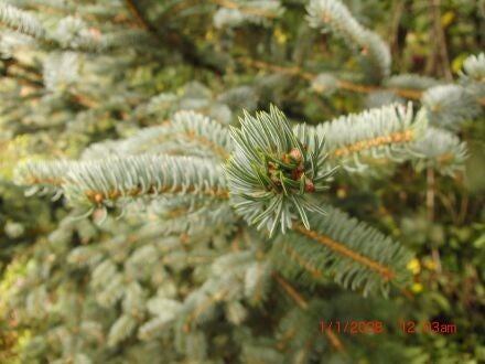 Picea koyamae – Japanse grijsspar