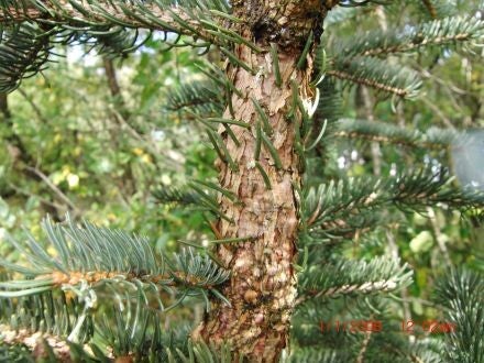 Picea koyamae – Japanse grijsspar