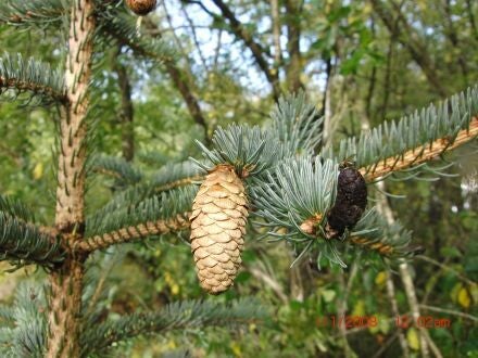 Picea koyamae – Japanse grijsspar